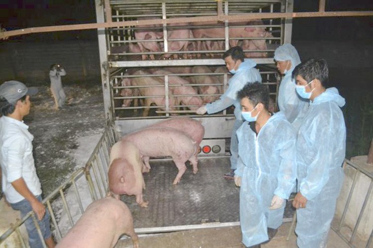 Lợn Thái Lan vắng bóng tại chợ và siêu thị lớn dù đã bán ra thị trường.