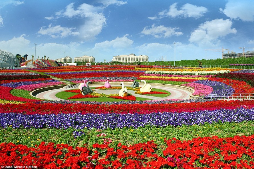 Vườn hoa Dubai Miracle Garden nằm tại Dubailand (thuộc Dubai, Các Tiểu vương quốc Ả Rập thống nhất).