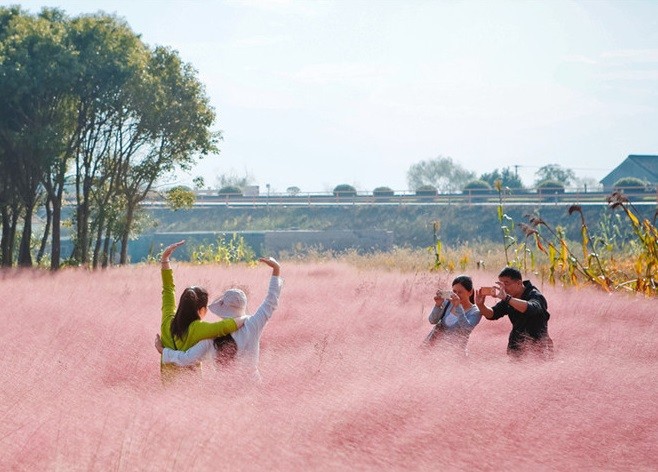 Giới trẻ mê mẩn cánh đồng cỏ hồng đẹp như mơ