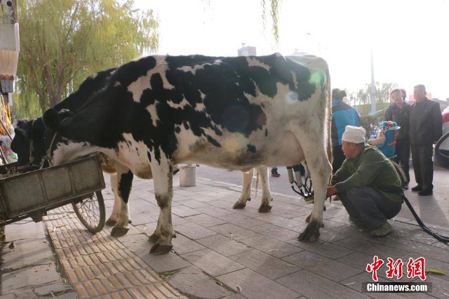 Nắm được thị hiếu của người tiêu dùng Trung Quốc là thích uống sữa tươi hơn sữa hộp, một lão nông ở tỉnh Cảm Túc đã dắt đàn bò sữa của mình xuống phố và vắt sữa giữa đường để bán với mong muốn mang sữa “xịn” không pha tạp đến tận tay người dân. 