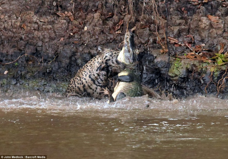 Những hình ảnh về cuộc săn mồi đầy kịch tính của con báo đốm tại một khúc sông tại Brazil, đã lọt vào ống kính của hướng dẫn viên du lịch Leen Gillis (33 tuổi). 