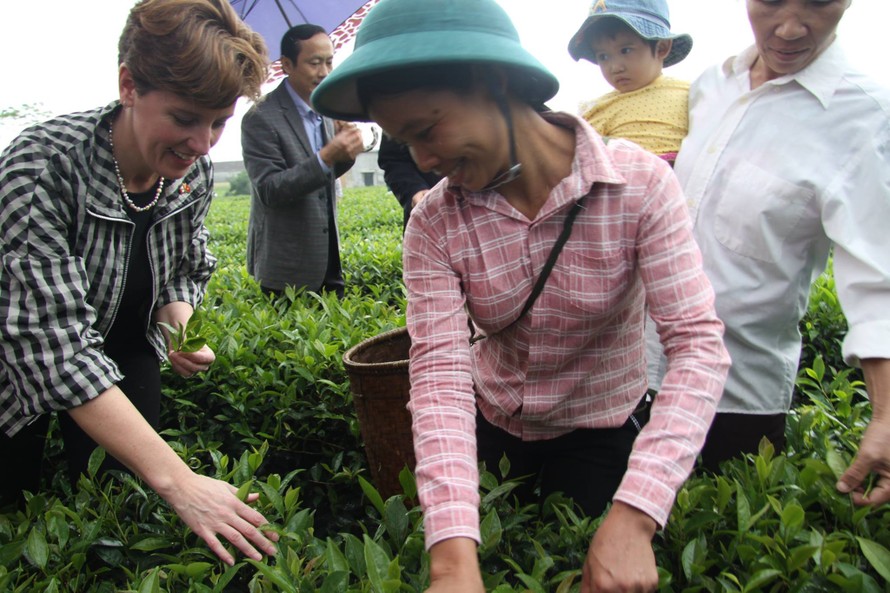 Bà Marie-Claude Bibeau thăm nông dân trồng chè ở Hà Tĩnh. Ảnh: ĐSQ Canada