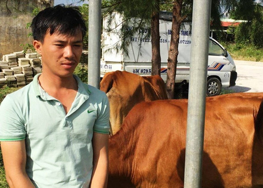 Nguyễn Phước Long bên tang vật là 2 con bò và xe tải 43C-079.55 dùng để chở bò trộm được đi tiêu thụ. Ảnh. A.V 