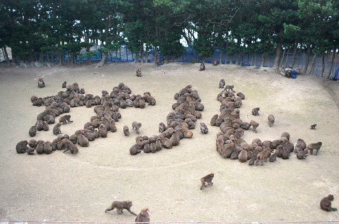 Thích thú hình ảnh 150 chú khỉ xếp chữ chào năm Bính Thân