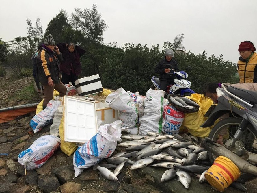 Hai hôm nay, người dân nuôi cá ở các xã Hộ Độ (Lộc Hà), Thạch Đỉnh (Thạch Hà) tất tả huy động người thân để vớt cá. 