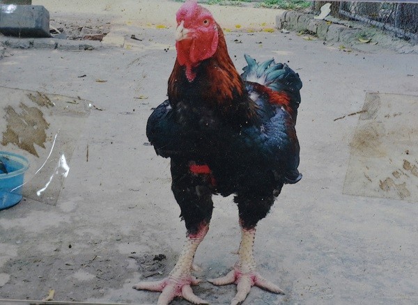 Bức ảnh về con gà trống được chọn làm biểu tượng cho thương hiệu gà Hồ của anh Trường.