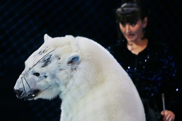 Gánh xiếc Nga gây phẫn nộ vì bạo hành gấu Bắc Cực
