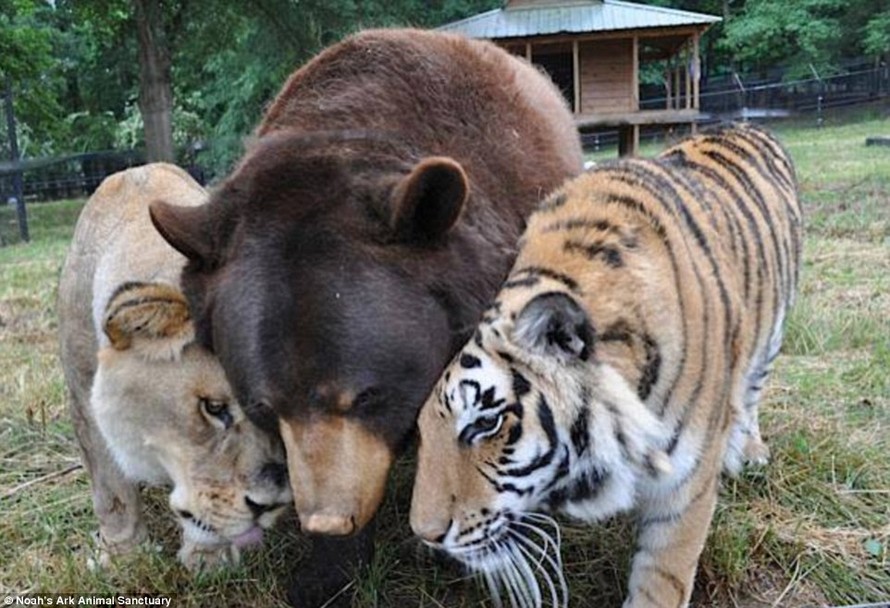 Câu chuyện về tình bạn gắn bó giữa một chú gấu đen Mỹ, một chú sư tử châu Phi và một chú hổ Bengal ở trại cứu hộ động vật Georgia (Nỹ) được nhiều người đánh giá là một câu chuyện chỉ có trong… cổ tích. Bởi thông thường, giữa những loài thú dữ dường như kh