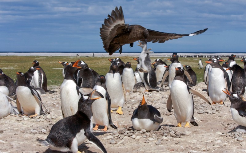 Những hình ảnh này được chụp tại đầm Volunteer ở đảo Falklands (ngoài khơi nước Anh) bởi nhiếp ảnh gia Derek Pettersson. 