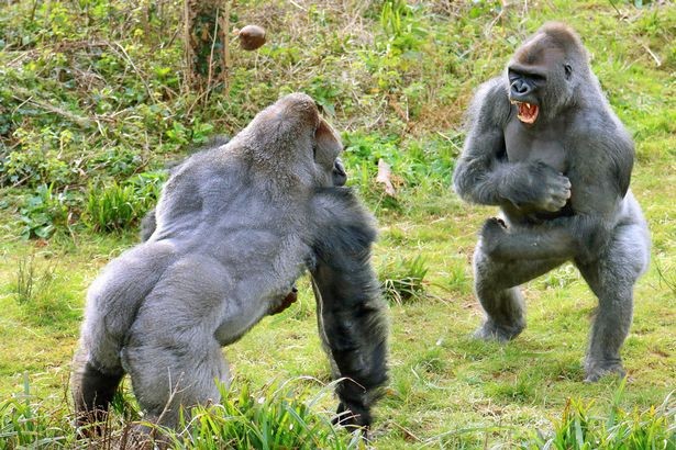 Cuộc giao chiến quyết liệt giữa hai chú khỉ đột lưng bạc vạm vỡ.