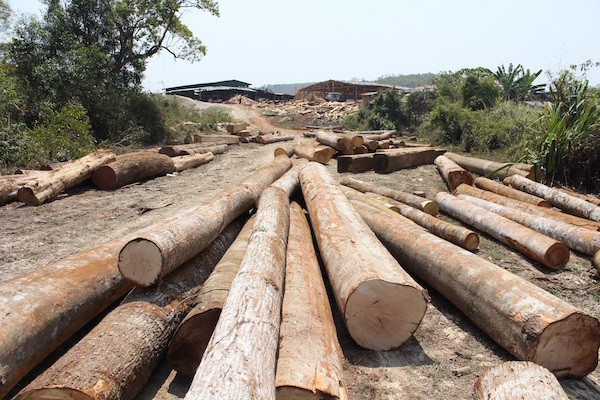 Số gỗ lậu bị bắt tại xã Quảng Sơn