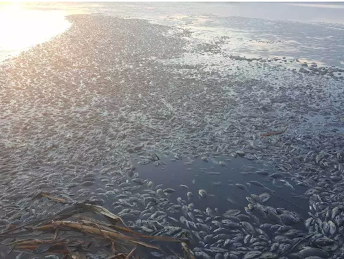 Trung Quốc: Hãi hùng cảnh cá chết trắng sông nghi vì ô nhiễm