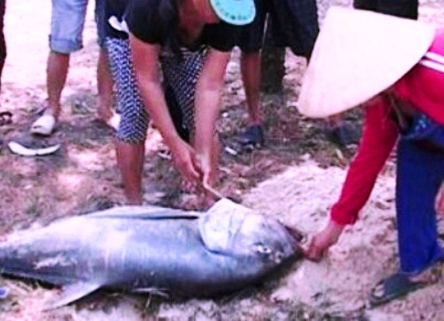 Một con cá vẩu “khủng”, cân nặng 35kg, vừa được người dân xã Lộc Vĩnh (huyện Phú Lộc, TT-Huế) phát hiện dạt vào bờ biển cách đây vài hôm. 