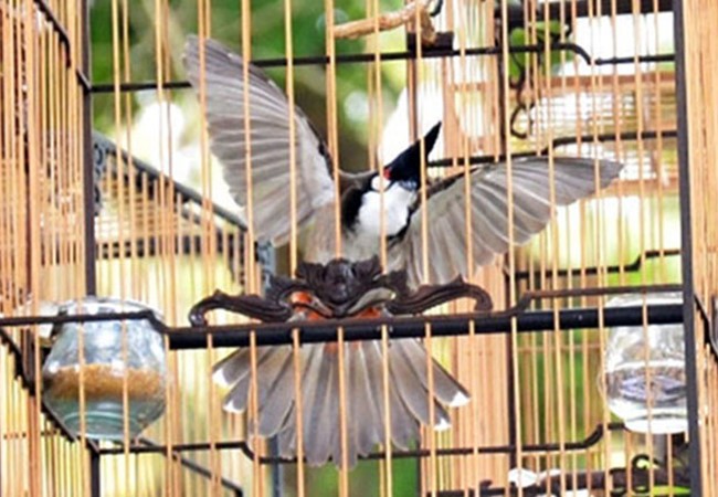 Ba con chim chào mào cùng 3 chiếc lồng chim bị mất trộm của ông Lê Phước Hoài Bảo, Giám đốc Sở KHĐT Quảng Nam được Cơ quan Công an và VKSND TP Tam Kỳ định giá 10,2 triệu đồng.
