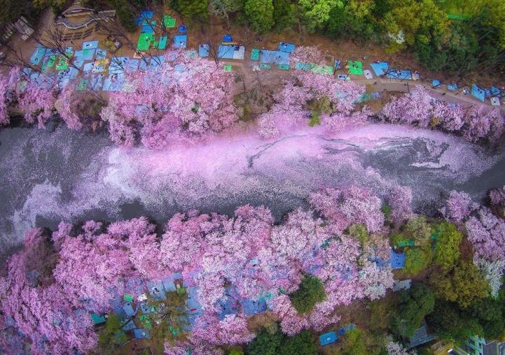 'Biển hoa anh đào' đẹp ngỡ ngàng ở Nhật Bản