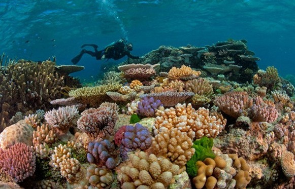 Những rạn san hô tuyệt đẹp từ lâu đã là "đặc sản" du lịch của Côn Đảo. (Ảnh: dulichcondaosence.com)