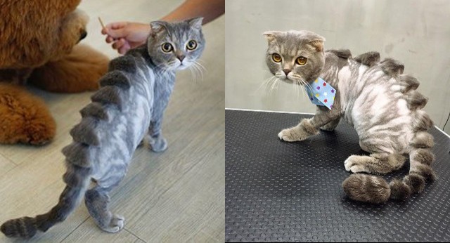 Thẩm mỹ viện chó mèo gây sốt với kiểu tỉa lông ‘khó đỡ’