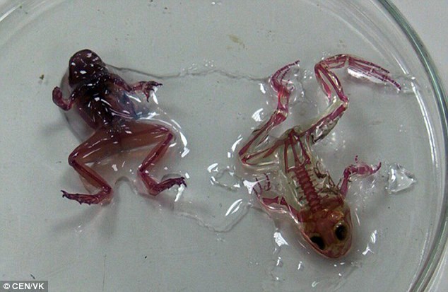 Cá thể ếch đột biến, thân trong suốt có thể nhìn thấy nội tạng.