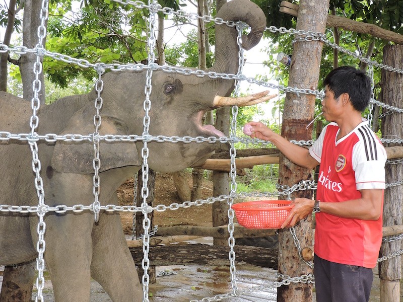 Chú voi bị thương do dính bẫy sẽ được giữ lại trung tâm bảo tồn voi Đắk Lắk để được chăm sóc và tiếp tục theo dõi.