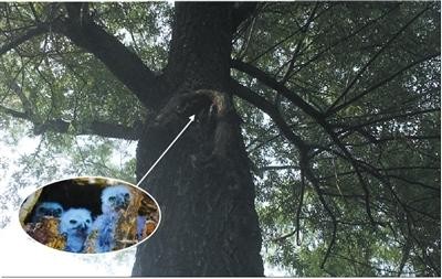 Hình ảnh 3 chú chim non trong hốc cây cổ thụ.
