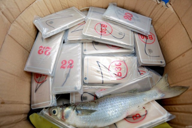 Vùi 370 chiếc iPhone dưới thùng cá để buôn lậu