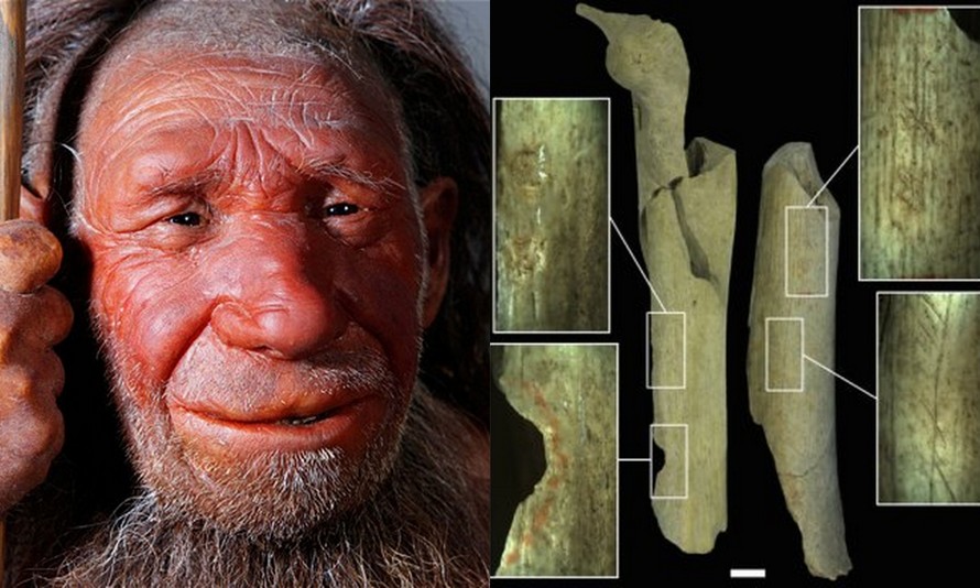 Phát hiện dấu vết cho thấy người Neanderthal từng xẻ thịt đồng loại