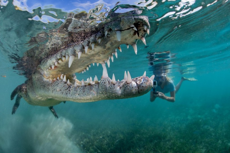 Cha con liều mạng bơi cùng cá sấu để... chụp ảnh