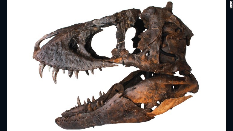 Chiếc sọ khủng long có giá 1,8 triệu đô.