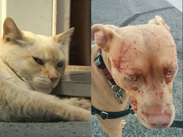Mèo già nổi điên tấn công người cùng cả đàn Pitbull