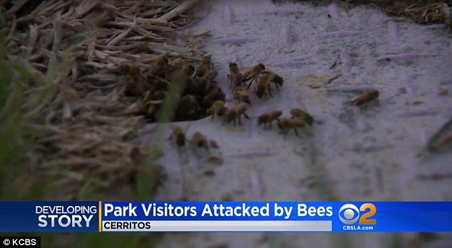 Những con ong "điên" tấn công người.