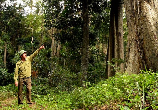 Một cây gỗ hương trong rừng Kbang