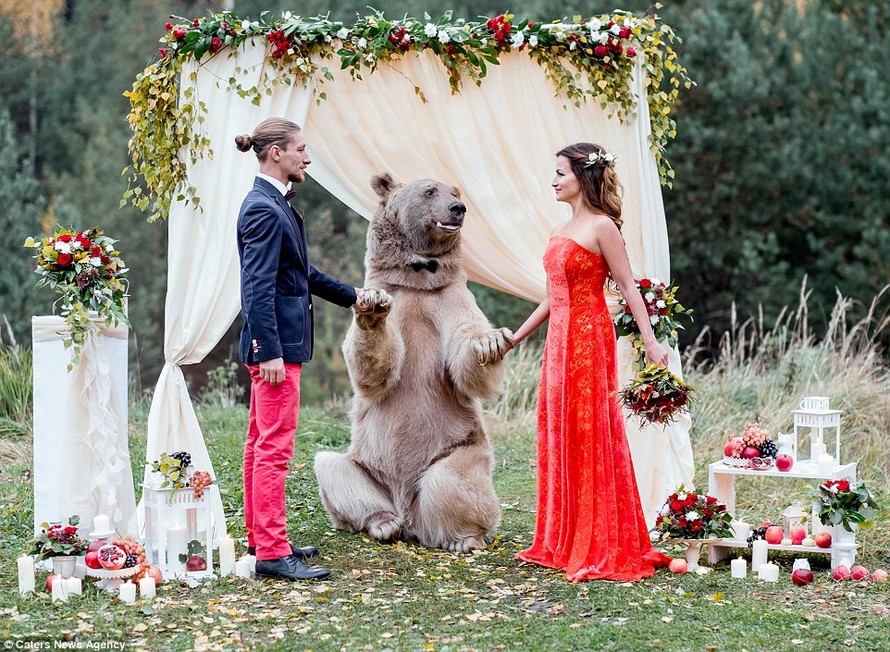 Cặp đôi Nga chụp ảnh cưới cùng... gấu nâu khổng lồ