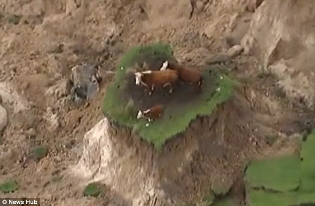 3 chú bò chen chân trên một đụn đất sót lại sau vụ lở đất.