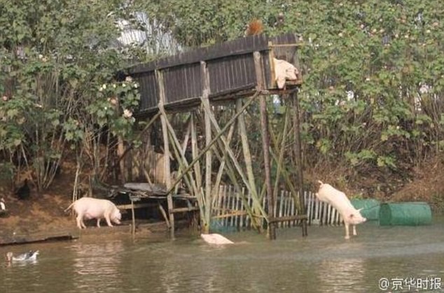 Đàn lợn của ông Huang nhảy cầu và tung tăng bơi lội như một thói quen.