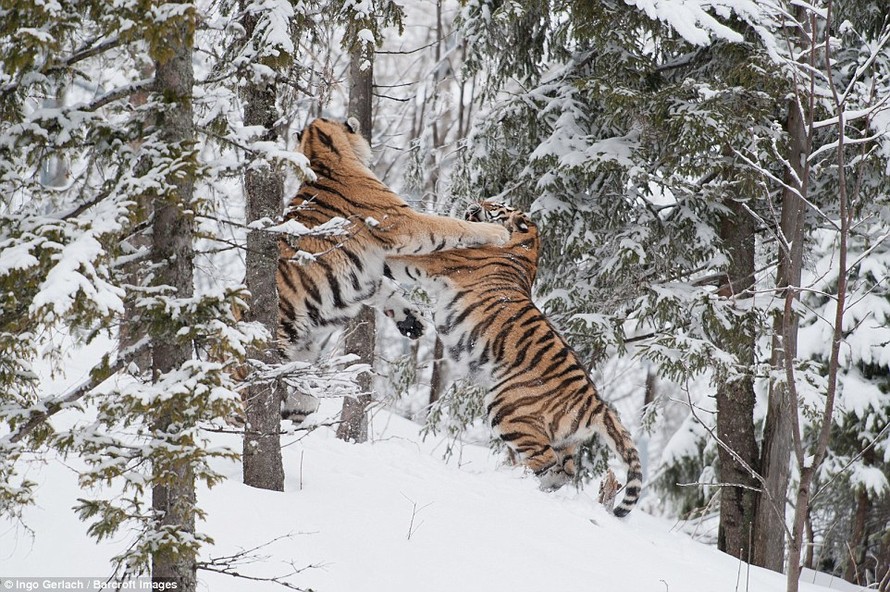 Tranh bạn tình, hổ Siberia hỗn chiến giữa rừng tuyết