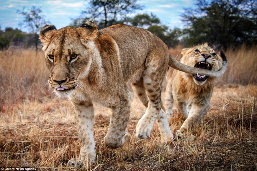 Mục kích hai chị em sư tử đánh nhau kịch liệt