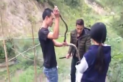 Nhóm thanh niên bỏ con rắn vừa bắt được vào bao. Ảnh cắt từ video.