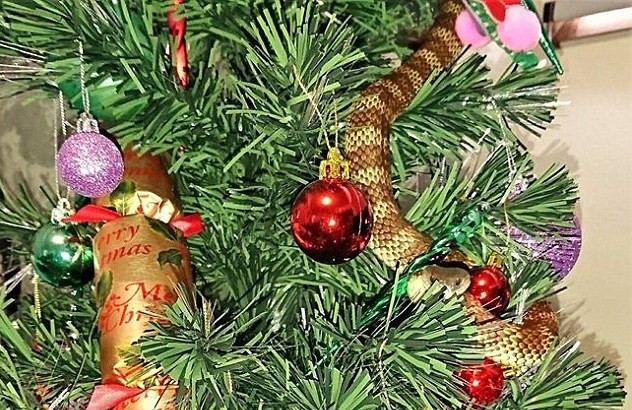 Đứng tim phát hiện rắn hổ quấn quanh cây thông Noel