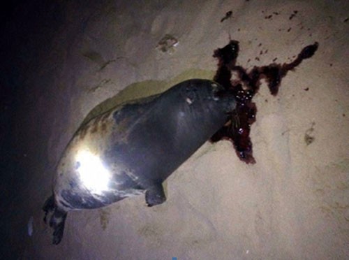 Con hải cẩu được người dân phát hiện bị đánh chết vào đêm Tết Dương Lịch. Ảnh : Phan Rí.