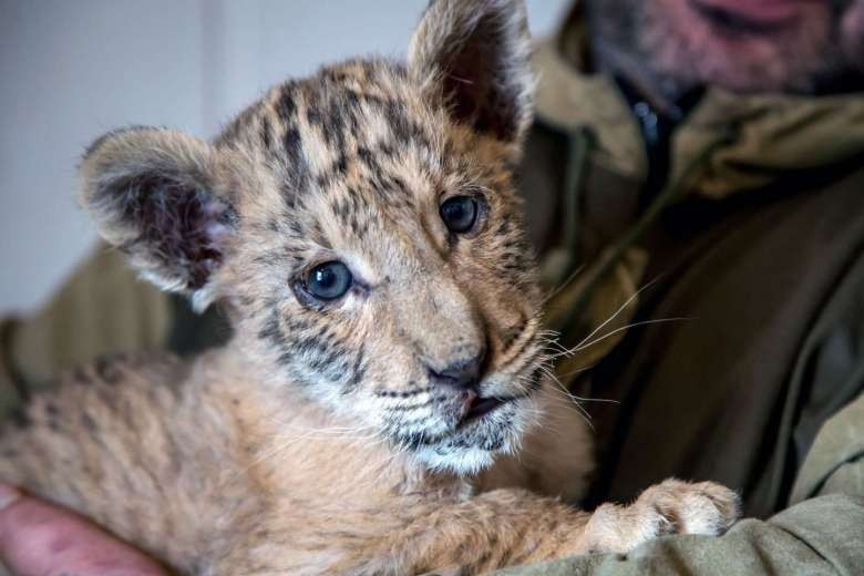 Con "liger" có tên Tsar tại một sở thú ở Nga. Ảnh chụp ngày 26/1, khi Tsar khoảng 2 tháng tuổi.