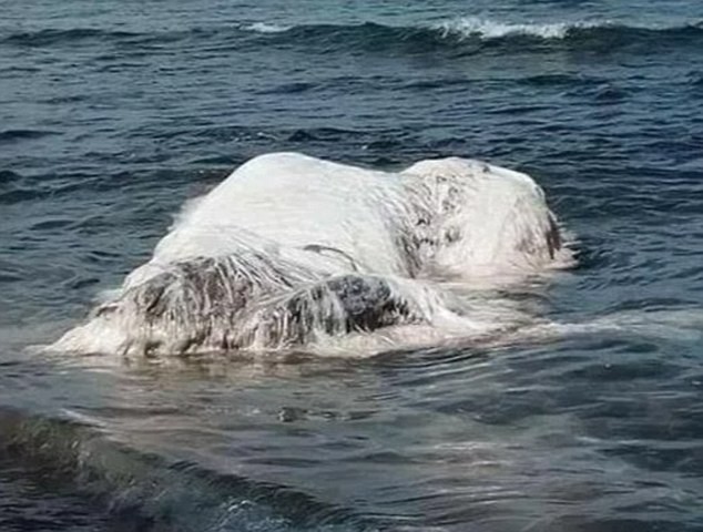 Kinh hãi phát hiện xác quái thú ‘nửa cá voi nửa gấu' ở bãi biển
