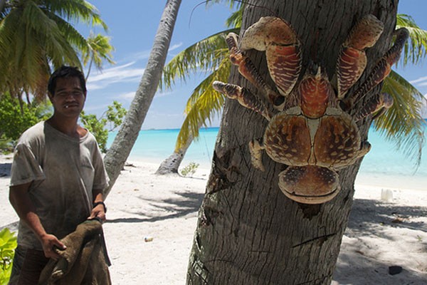 Cua dừa là loài động vật chân đốt sinh sống trên cạn lớn nhất thế giới. 