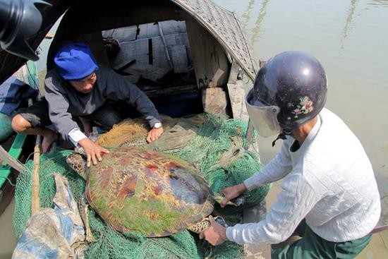 Con rùa được gia đình ông Cường thả về biển.