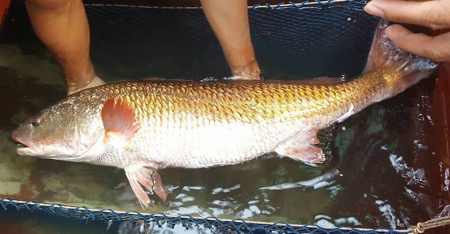 Cá sủ vàng 8,1 kg ở Nghệ An bán giá 15 triệu đồng