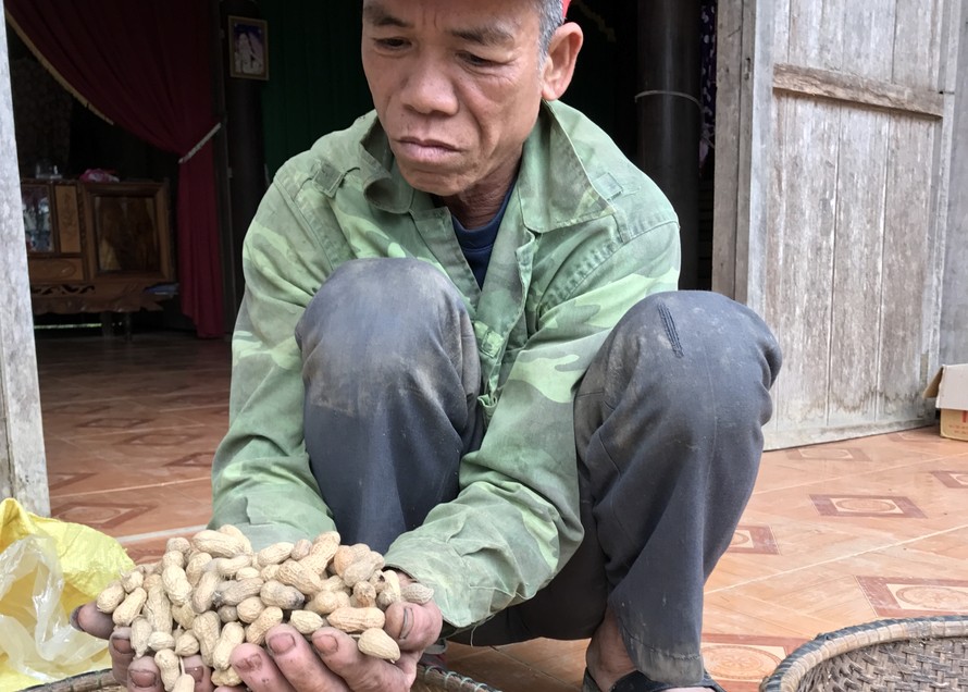Nông dân thôn Tiền Phong bức xúc vì bị cấp giống lạc kém chất lượng