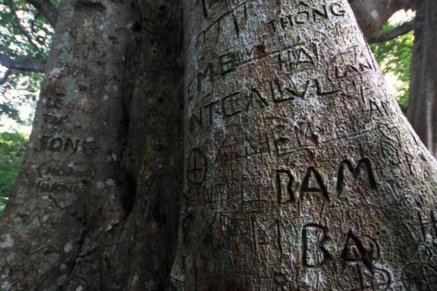 Cây đa Di sản ngàn năm tuổi trên núi Sơn Trà cũng chằng chịt những vết khắc sâu - ảnh Tú Quỳnh