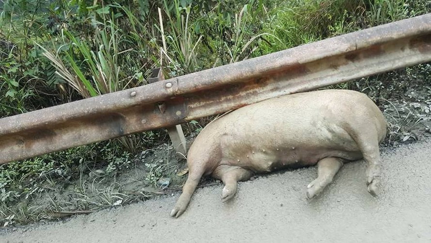 Xác lợn chết trương phềnh ven đường quốc lộ 4A. Ảnh: C.V.L