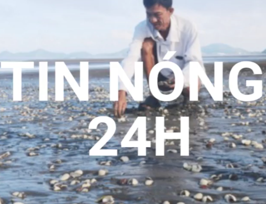 Tin nóng 24H: Hoang mang nghêu, cá ở Kiên Giang chết hàng loạt