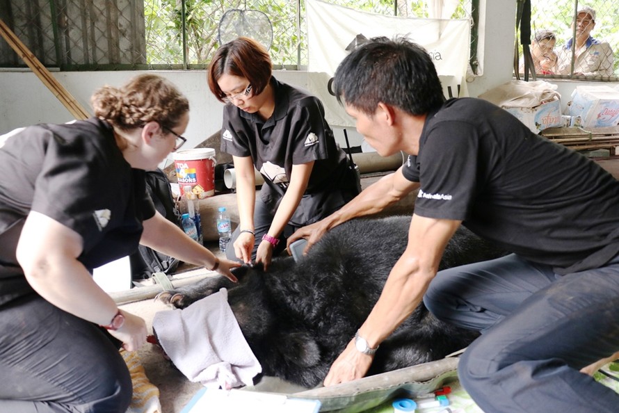 Y tá Caroline(trái) bác sỹ Weng (giữa) và giám sát gấu Tuấn (phải) trong quá trình khám sức khoẻ cho gấu Xanadu.