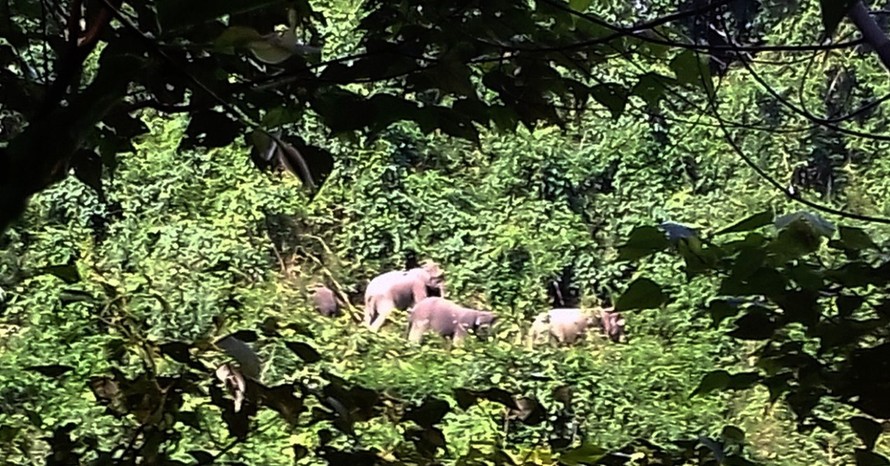 Đàn voi rừng 7 con liên tục xuất hiện tại bìa rừng Quảng Nam